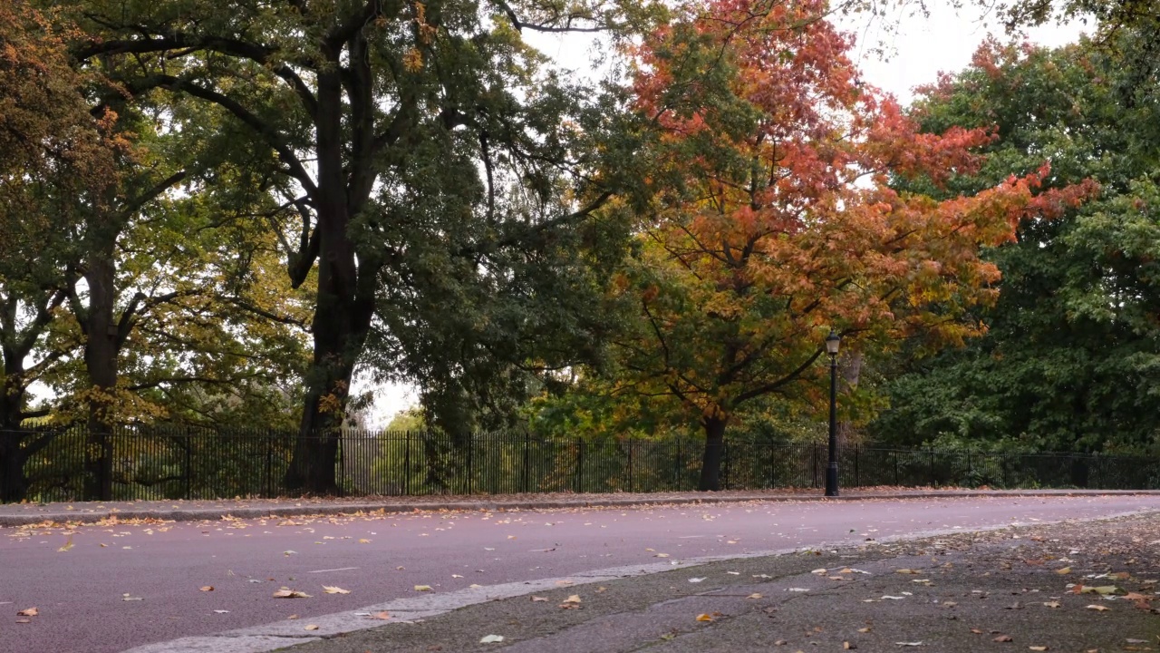 秋天的风景，道路和黄色的落叶树随风移动。路边的树上有黄色的叶子。视频下载