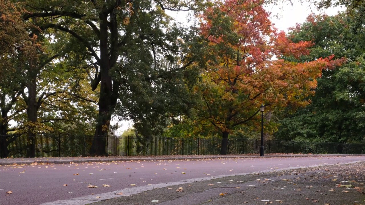 秋天的风景，道路和黄色的落叶树随风移动。路边的树上有黄色的叶子。视频下载