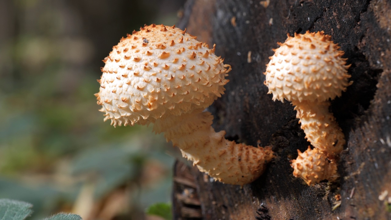 生长在树干上的蘑菇，秋天森林里的皇家蘑菇，Pholiota aurivella。视频素材