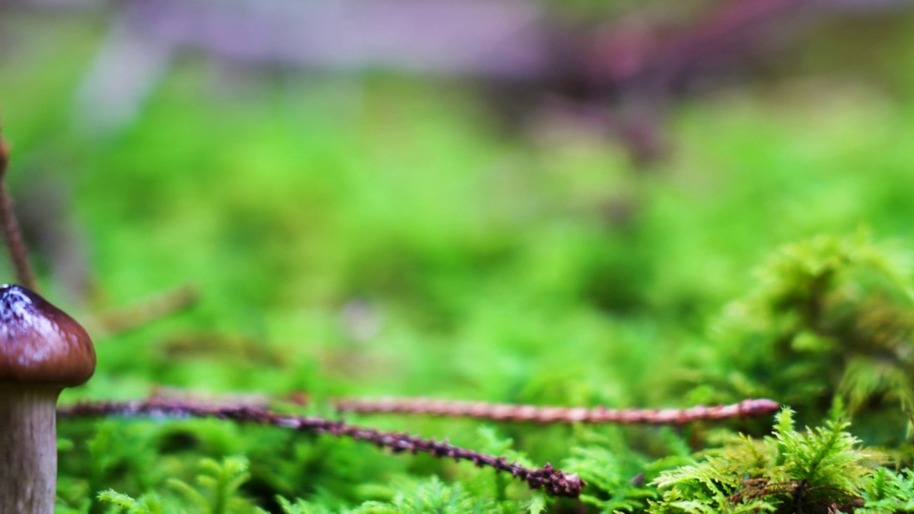 苔藓地上的野生蘑菇视频素材