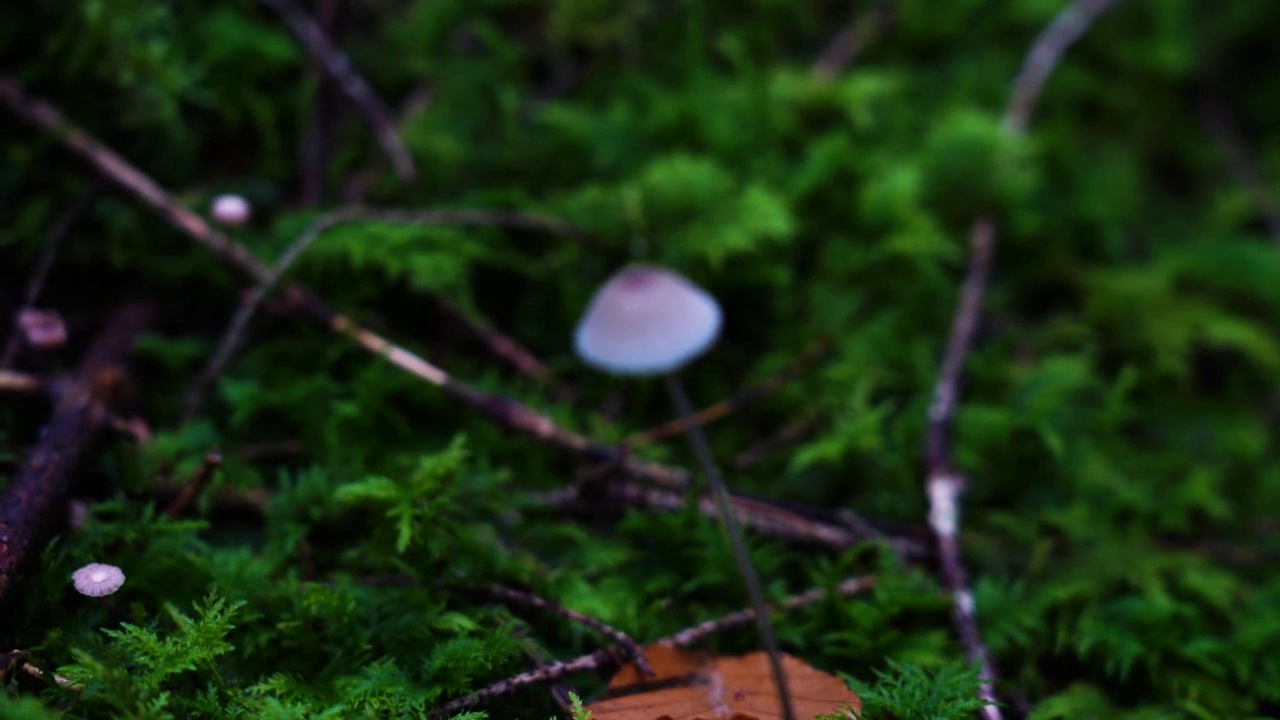 苔藓地上的野生蘑菇视频素材