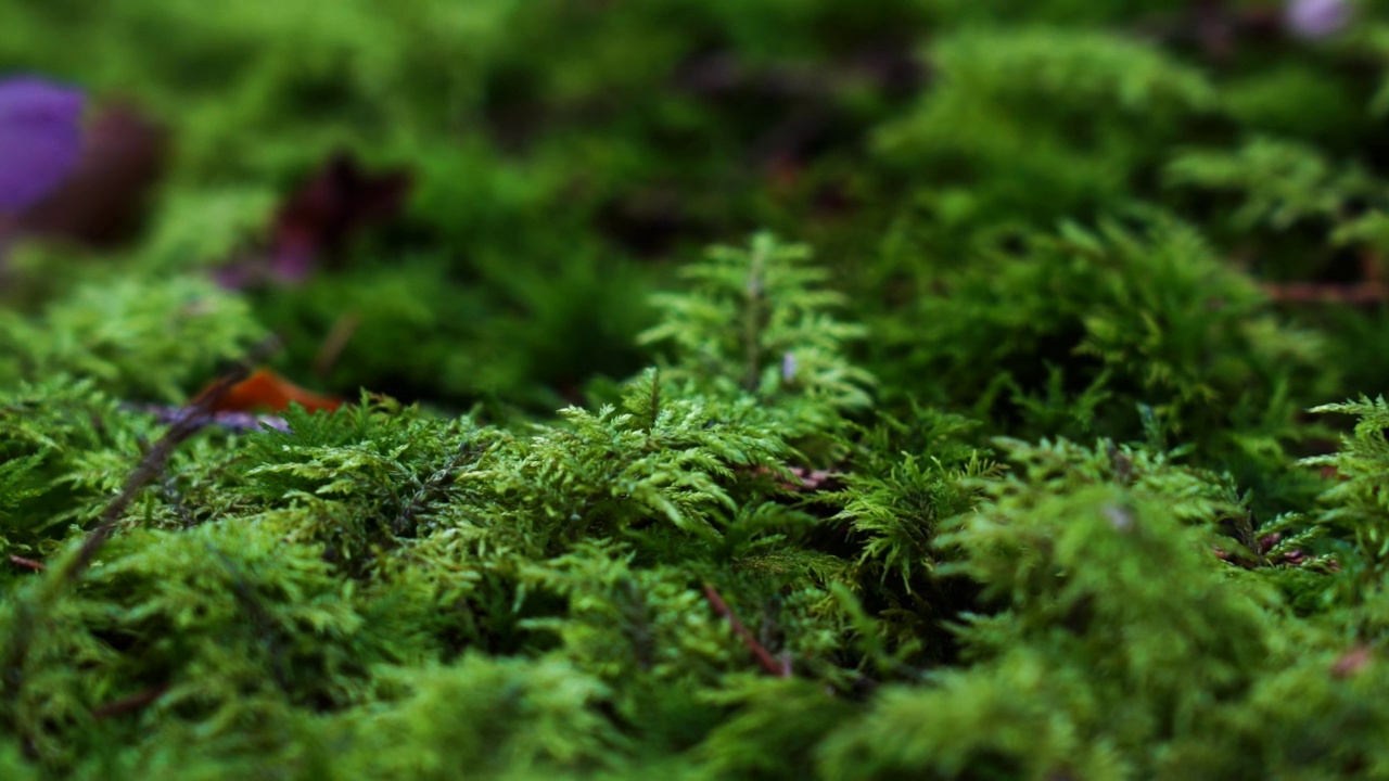 苔藓地上的野生蘑菇视频素材