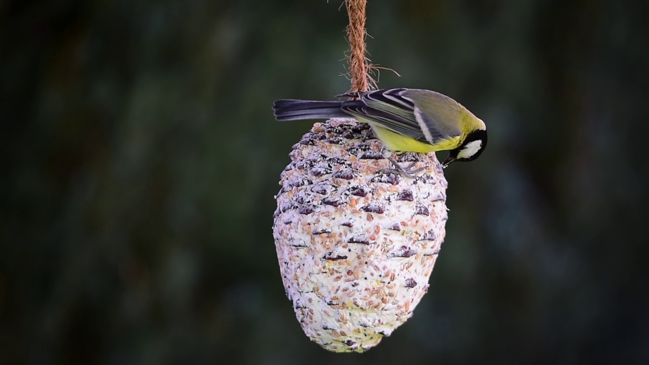 松果上的大山雀(Parus major)视频素材