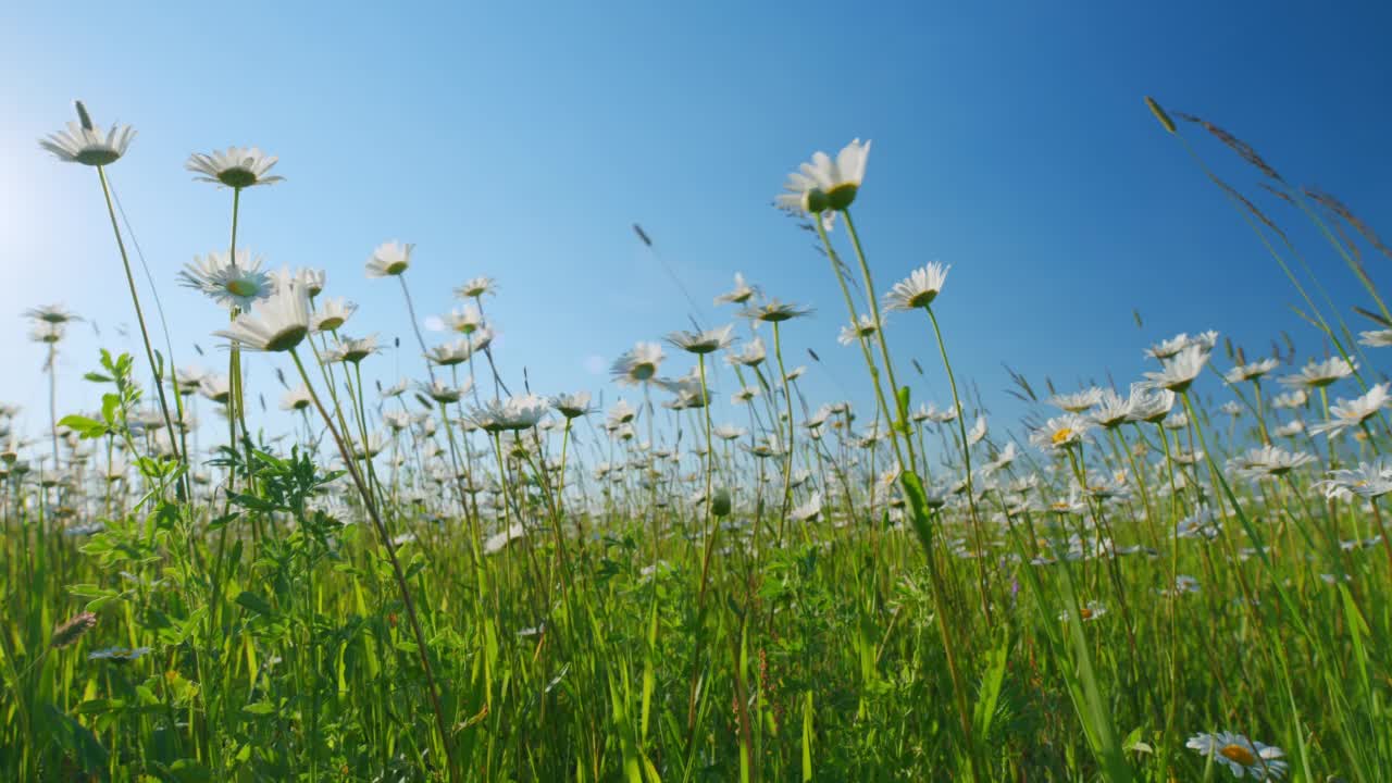 田野里的雏菊在风中摇曳。自然美的概念。菊花草甸。低角度的观点。视频素材