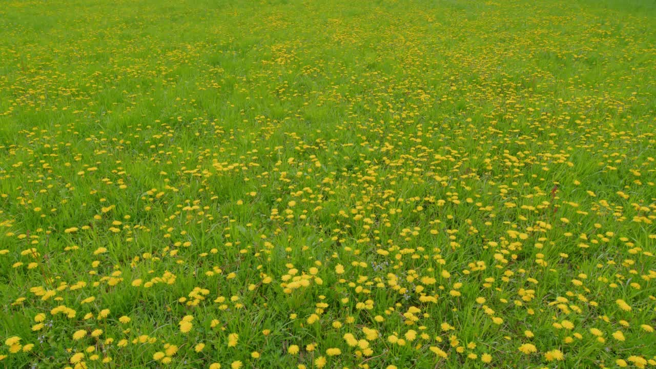 在阳光明媚的日子里，黄色的蒲公英花在草地上。在美丽的草地上，黄色的蒲公英花和春天新鲜的绿草。广角镜头。视频素材