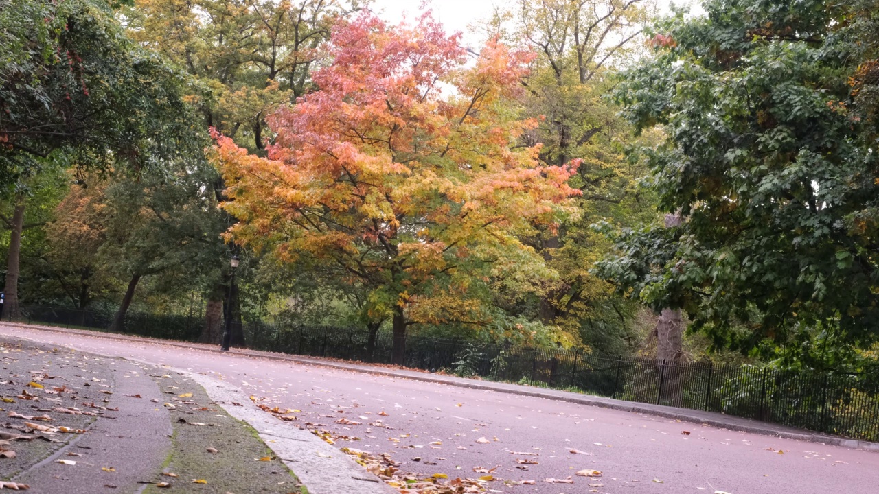 秋天的风景，道路和黄色的落叶树随风移动。路边的树上有黄色的叶子。视频下载