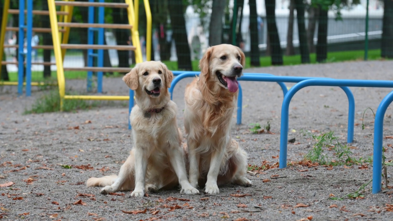 户外的金毛猎犬视频素材