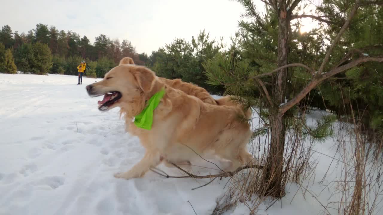 冬天的金毛猎犬视频素材