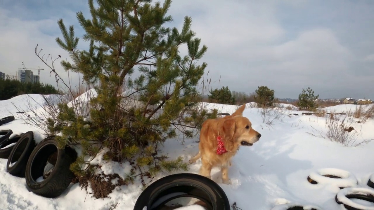 冬天的金毛猎犬视频素材