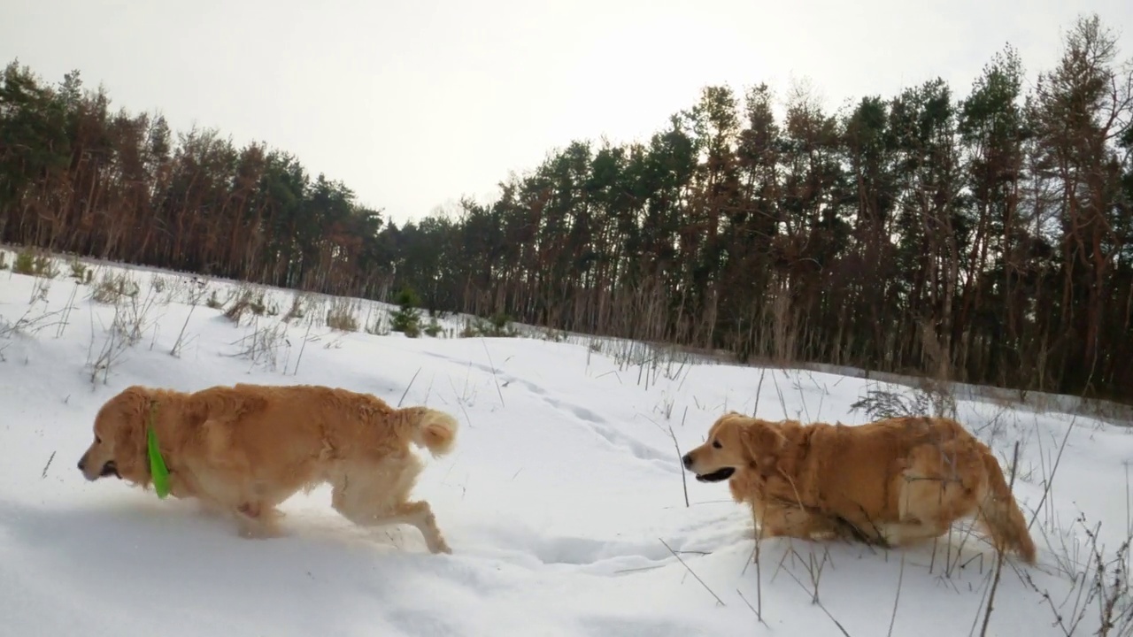 冬天的金毛猎犬视频素材