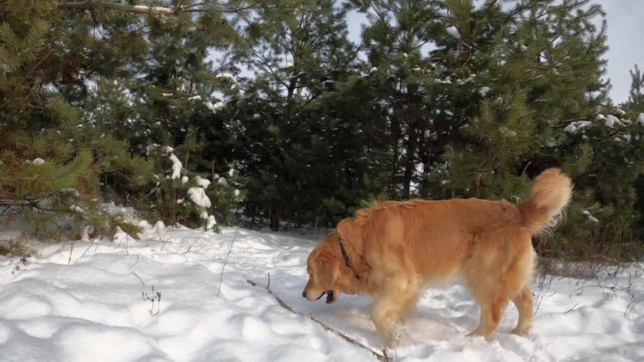 冬天的金毛猎犬视频素材