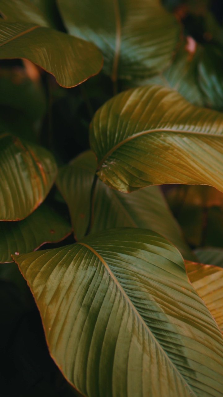 观赏植物。视频素材