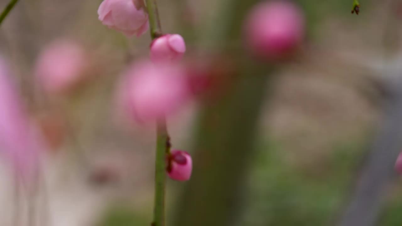 粉色梅花的倾斜视频。视频素材