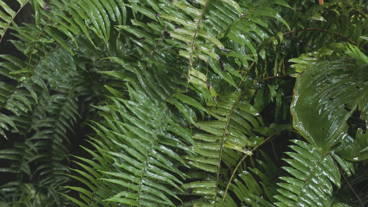 一丛新鲜绿叶的蕨类植物在雨中摇曳视频素材