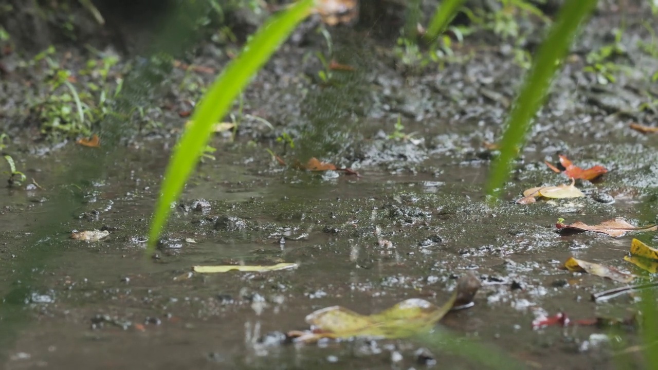 毛毛细雨落在长满青苔的地面上视频素材