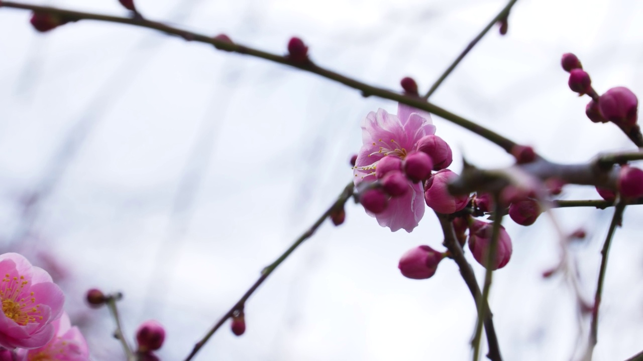 粉色梅花的倾斜视频。视频素材