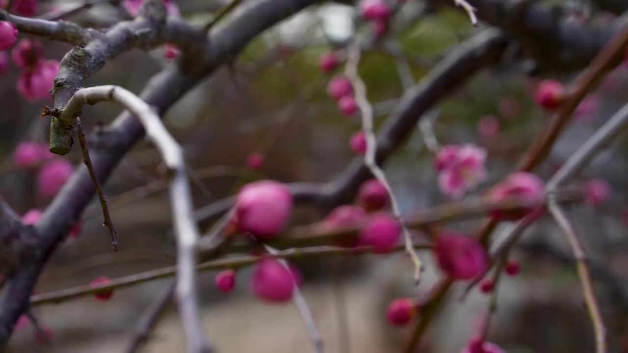 粉色梅花的倾斜视频。视频素材