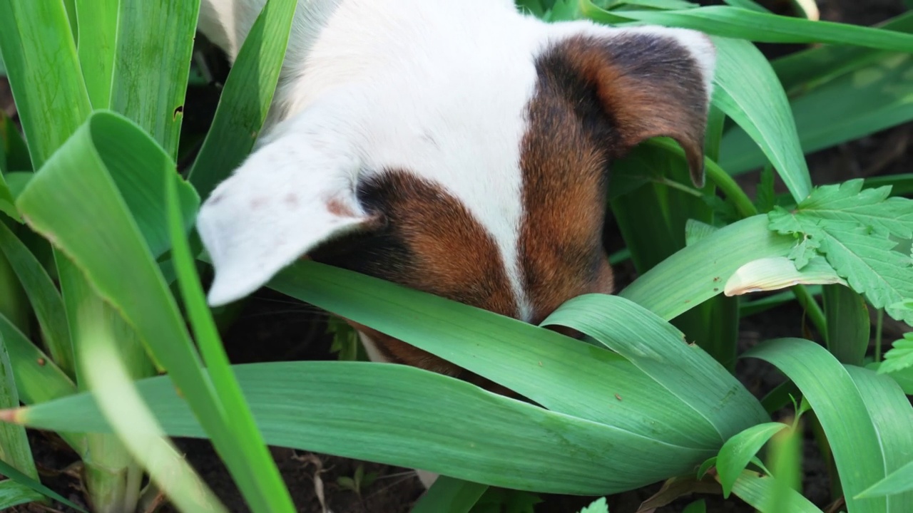 训练服务犬搜寻大麻植物。视频素材