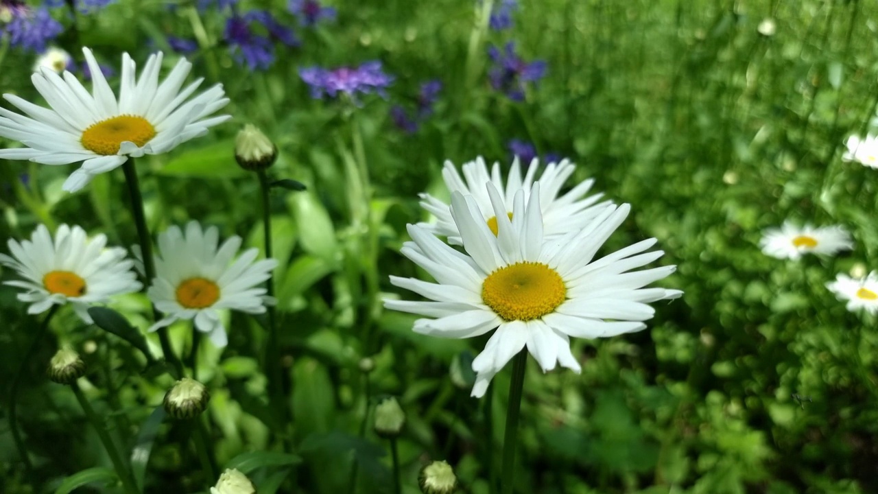 盛开的雏菊。夏花视频素材