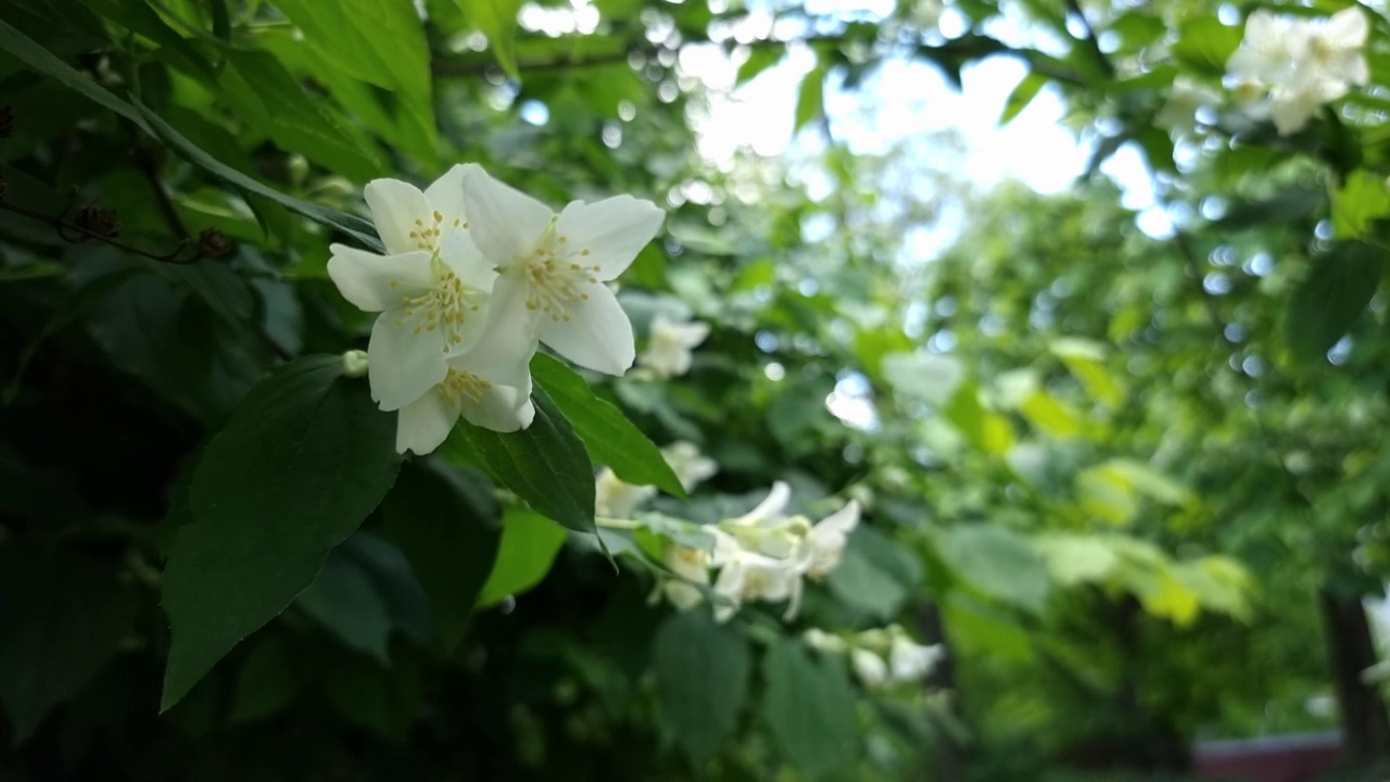 一丛白色茉莉花视频素材