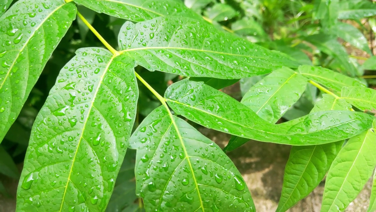 公园里雨后有水滴的绿色树枝视频素材