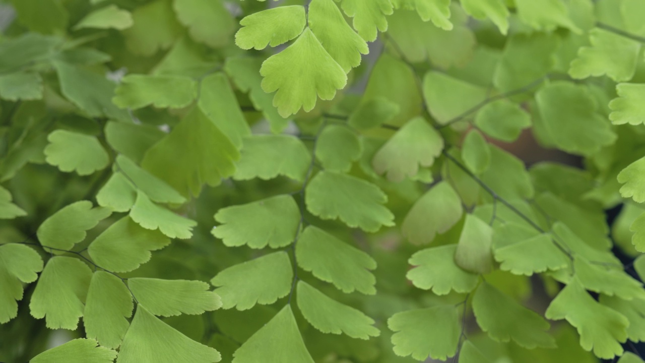 一丛蕨类或Suplir野生植物的绿叶在风中摇曳视频素材