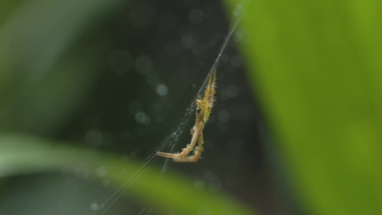 一只小蜘蛛守卫着自己的网，等待被困的猎物视频素材