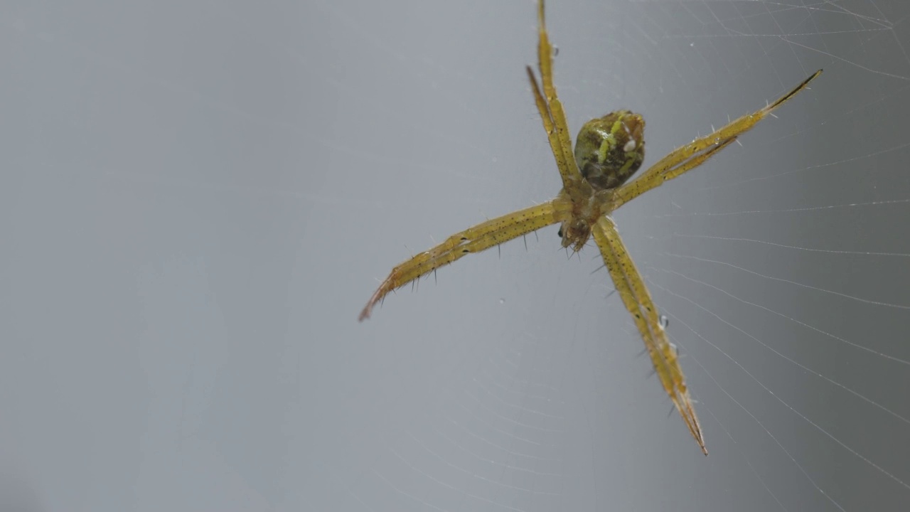一只小蜘蛛正在守卫自己的网，等待被困的猎物视频素材