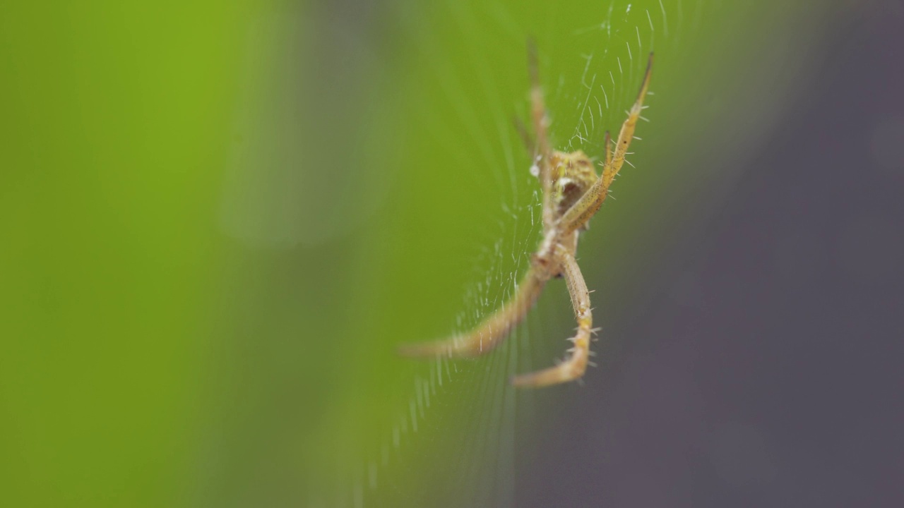 一只小蜘蛛守卫着自己的网，等待被困的猎物视频素材