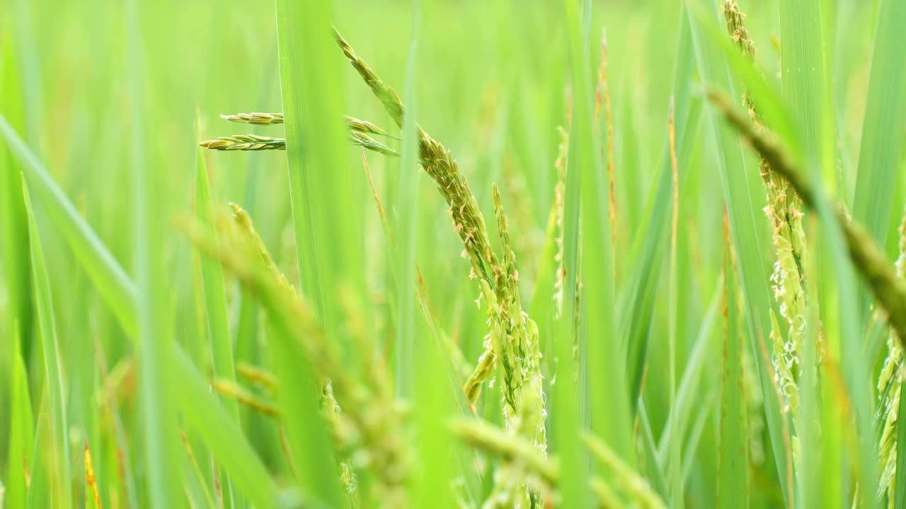 稻穗柔软，叶子鲜绿，被风吹得有点轻。视频素材