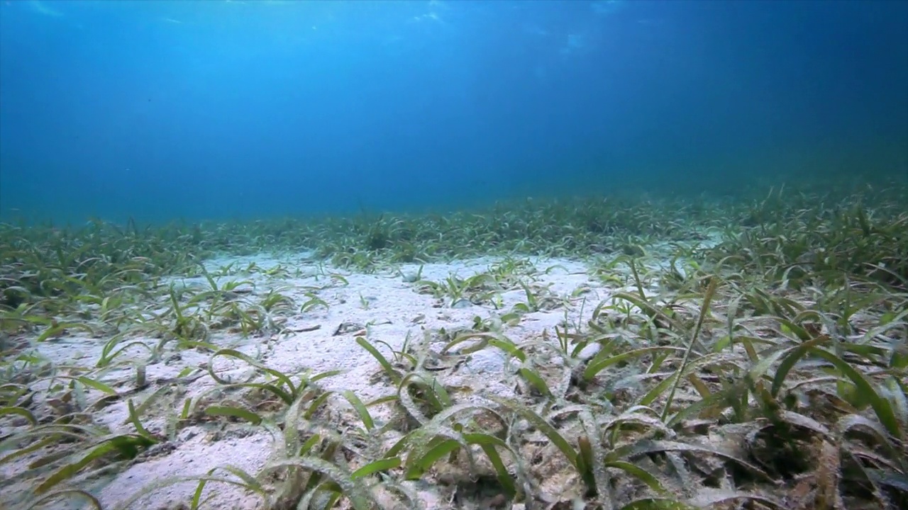 Roatan TR珊瑚礁中的海草视频素材