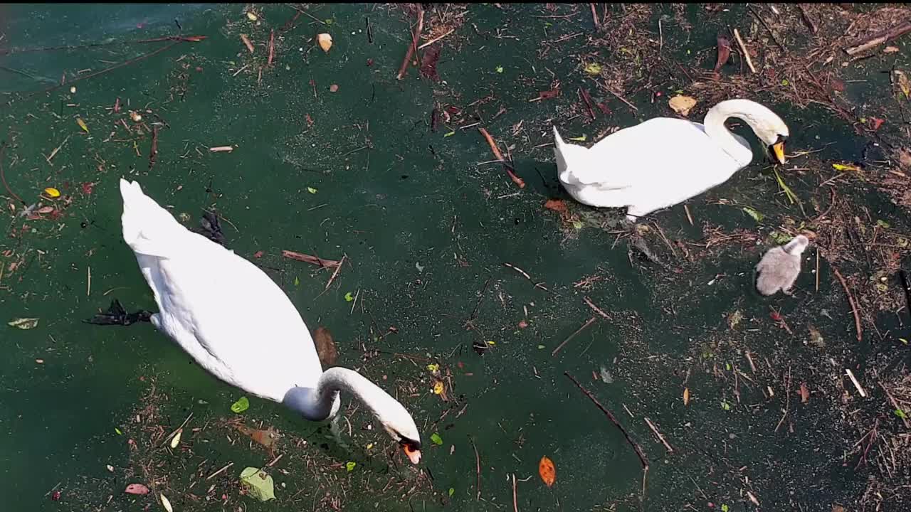 天鹅一家和小天鹅漂浮在脏水上吃东西。慢动作视频素材