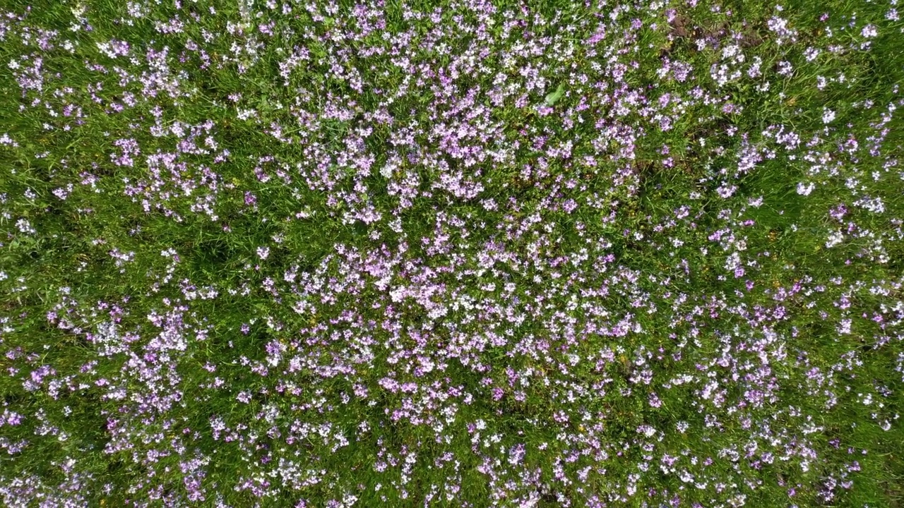 美丽的花园视频素材