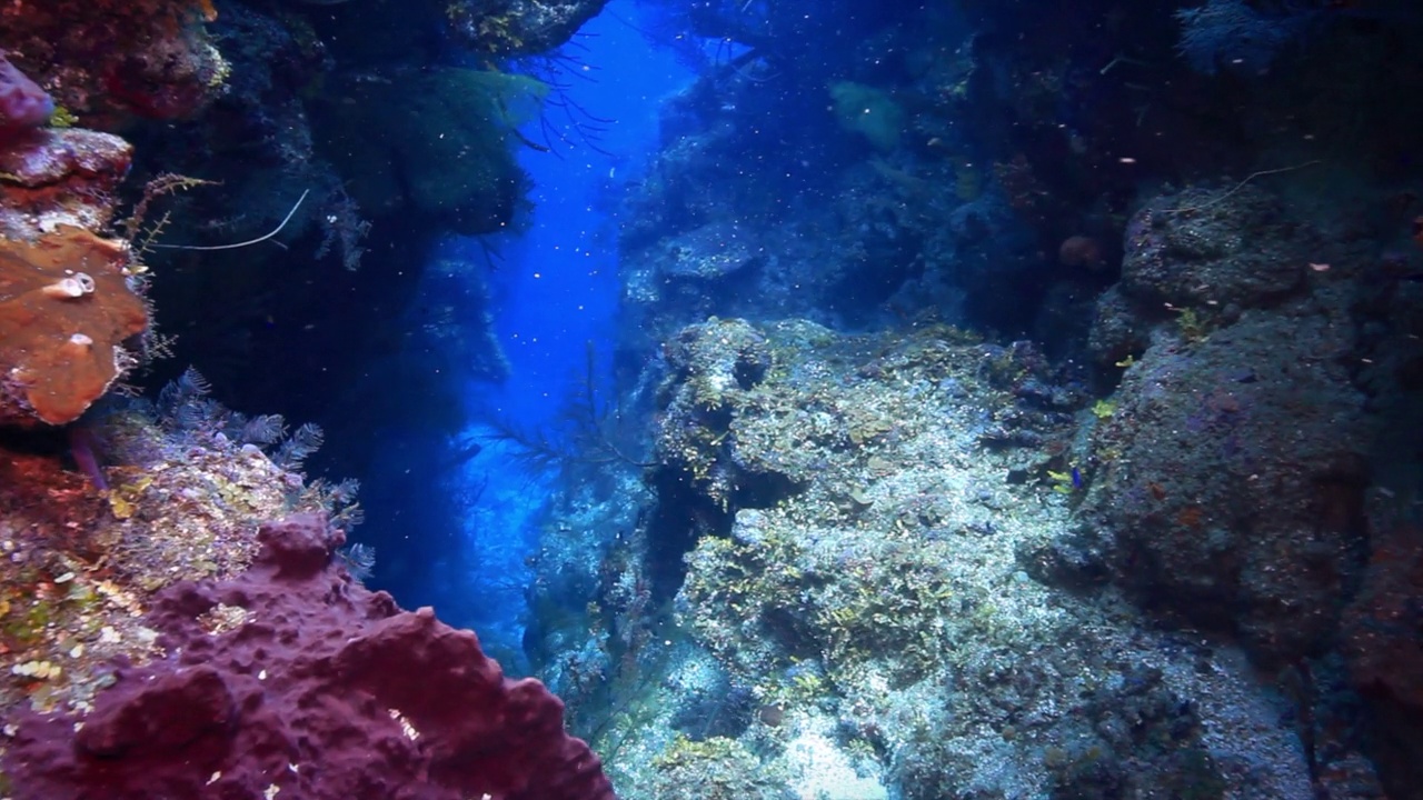 Roatan TR珊瑚礁中的凹槽视频素材