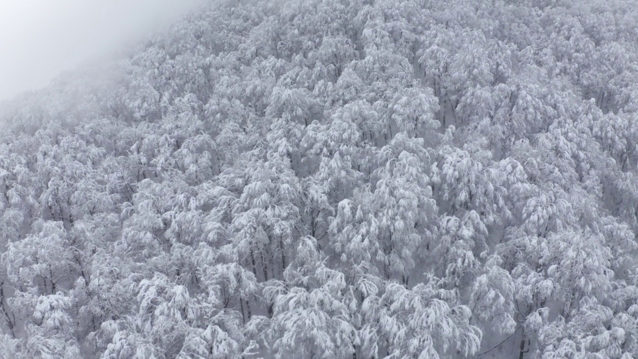 慢慢上升，飞行浓密的白树结冰的森林在高山寒冷的冬季视频素材