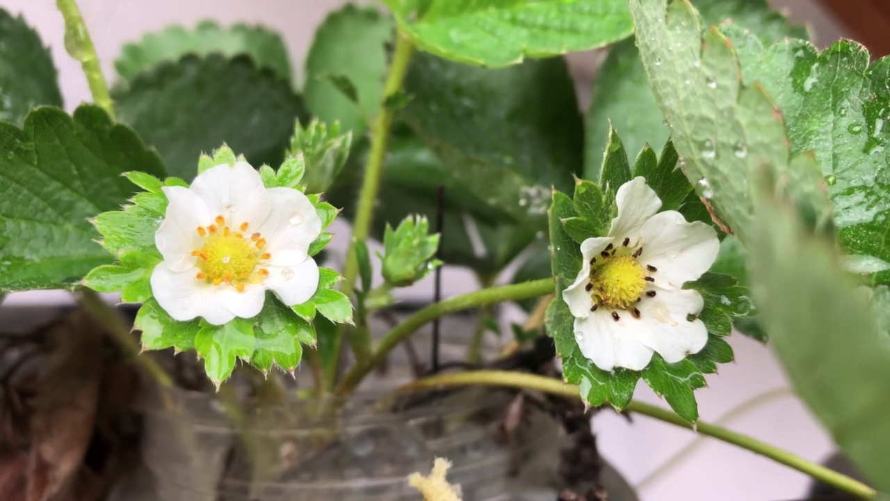 草莓在雨天开花视频下载