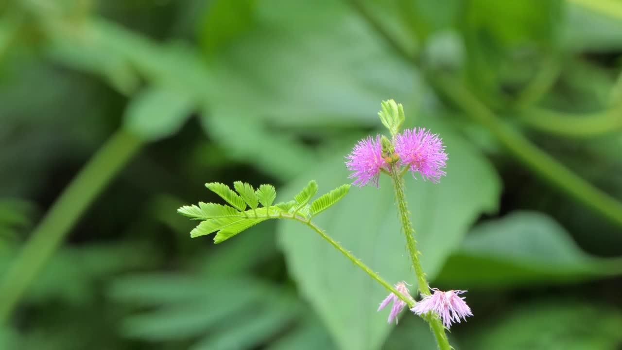 花园里的粉红含羞草。视频素材