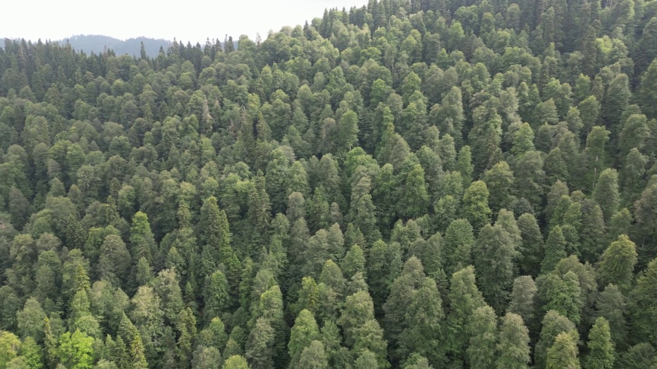 雾天森林和山脉的鸟瞰图视频素材