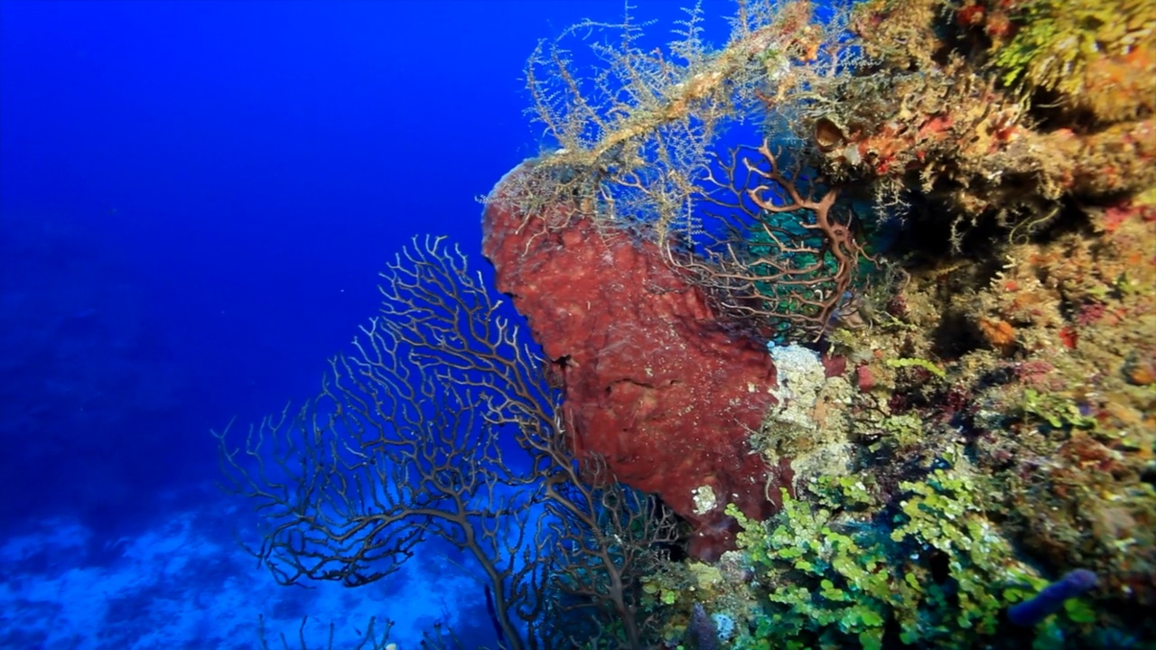 Roatan TR 1珊瑚礁的凹槽视频素材