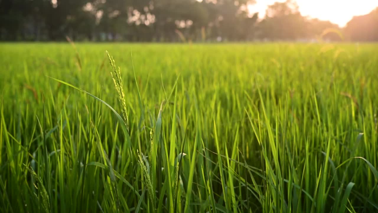 夕阳下的稻田视频下载