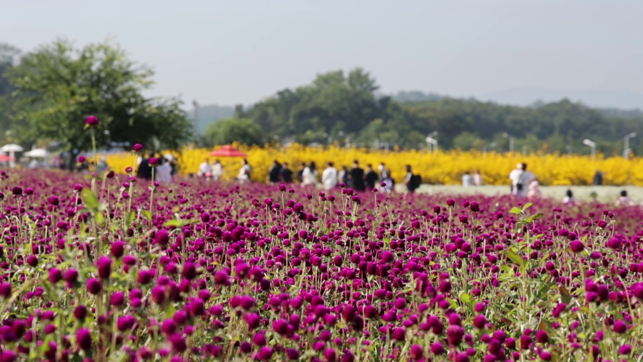 花园里的花/韩国视频素材