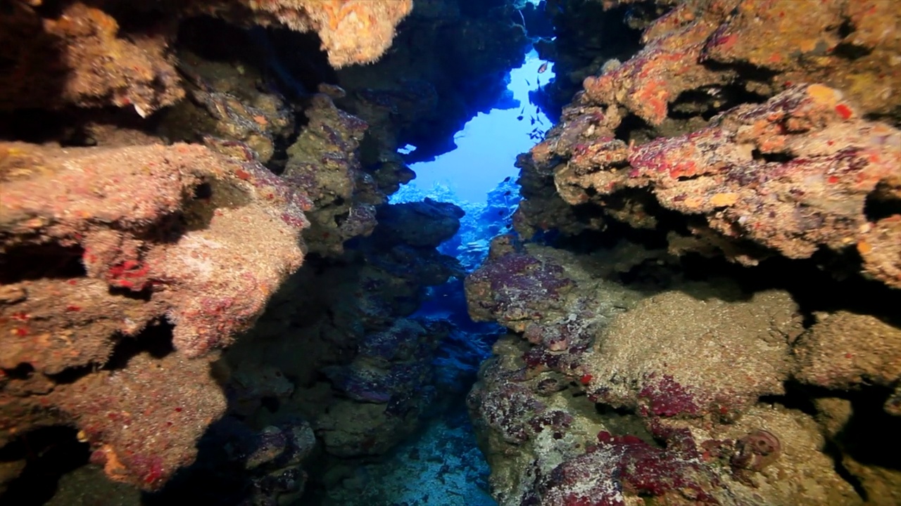 Roatan TR珊瑚礁的凹槽和海洋小口鱼视频素材