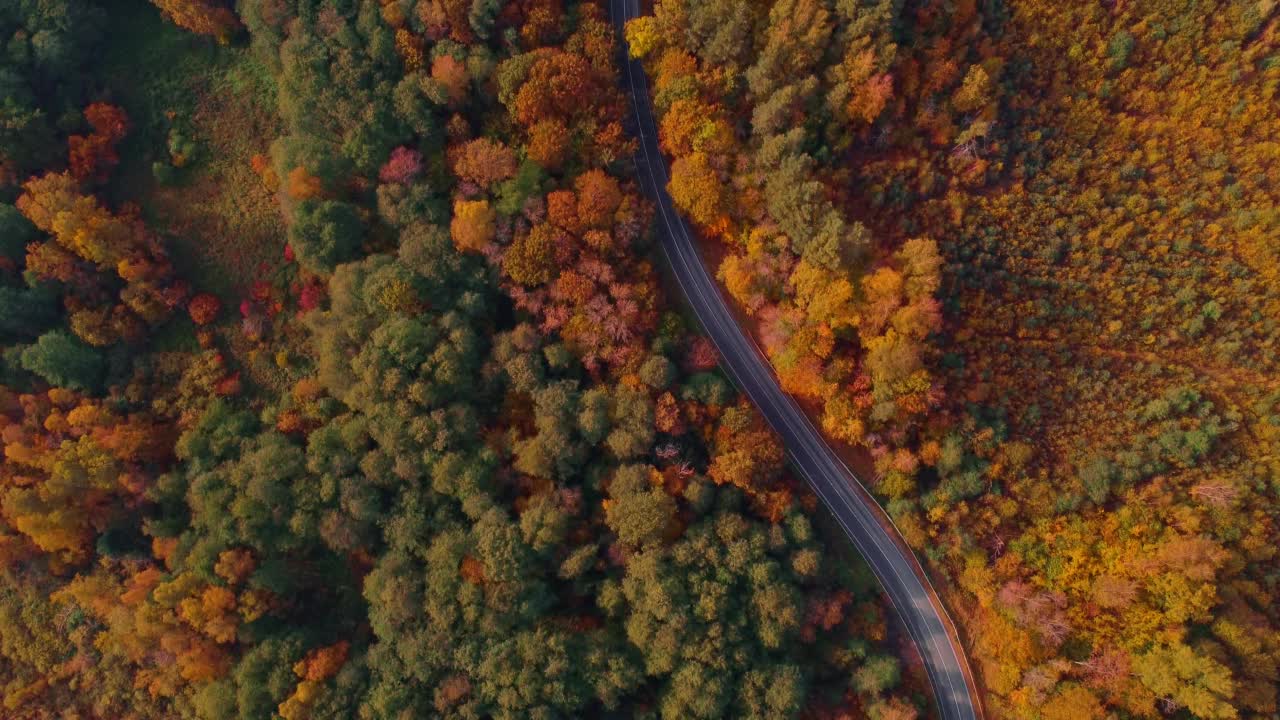 无人机俯瞰令人惊叹的秋季森林和穿过森林的道路视频素材