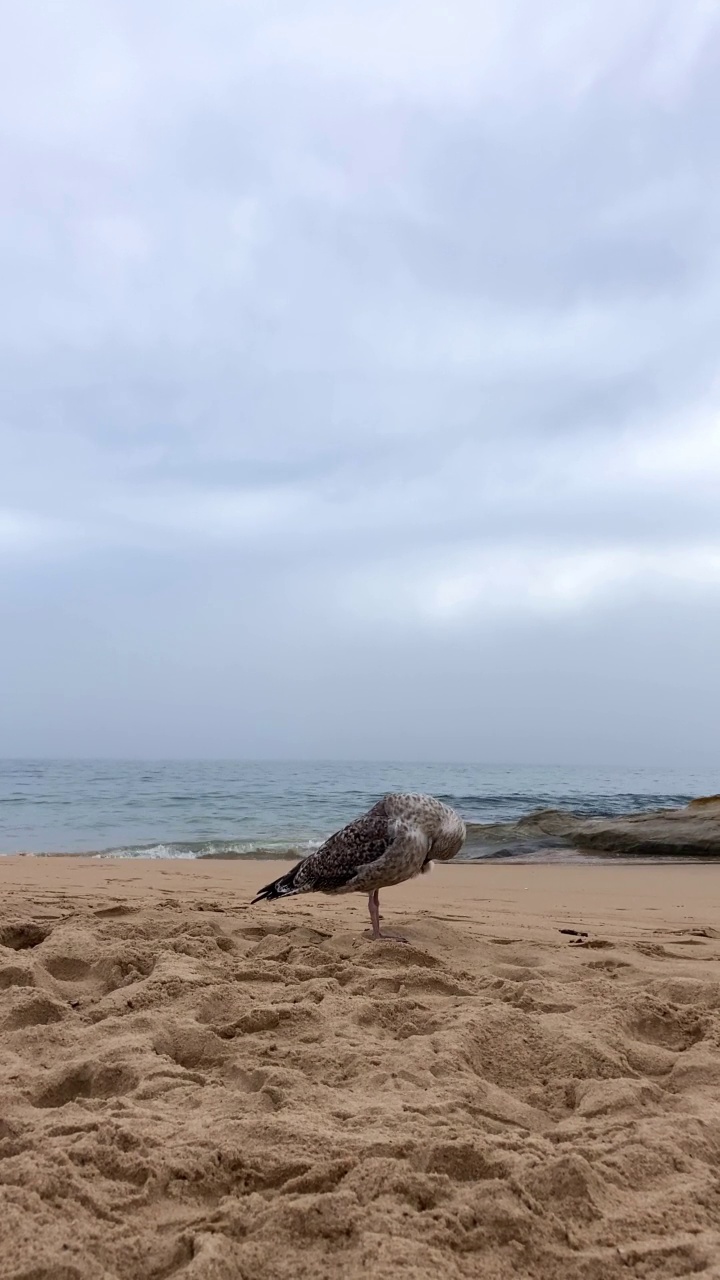 海滩上的海鸥视频素材