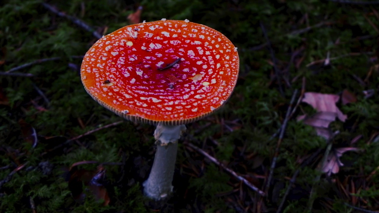 森林里的红色毒伞蕈。秋天地上神秘的红蘑菇视频素材