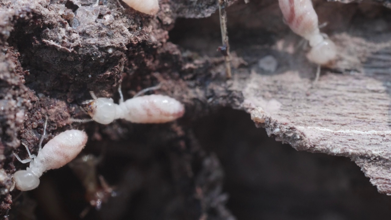 白蚁是一种社会性生物，它们会破坏人们的木屋，因为它们吃木头，视频素材