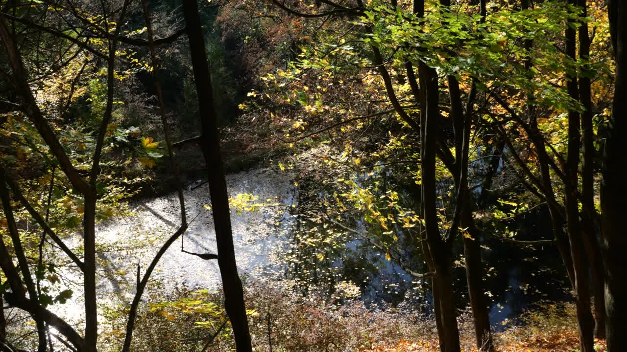 透过树干和树叶可以看到森林湖的景色。在秋天拍摄。视频素材