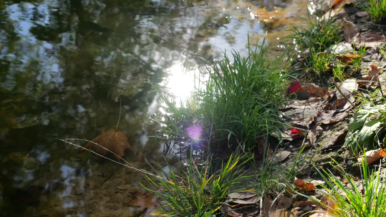 落叶落在森林湖的水面上。视频素材