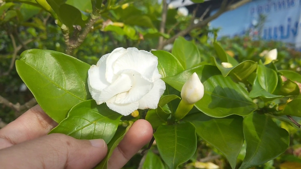 手持橙茉莉花或模拟橙花视频素材