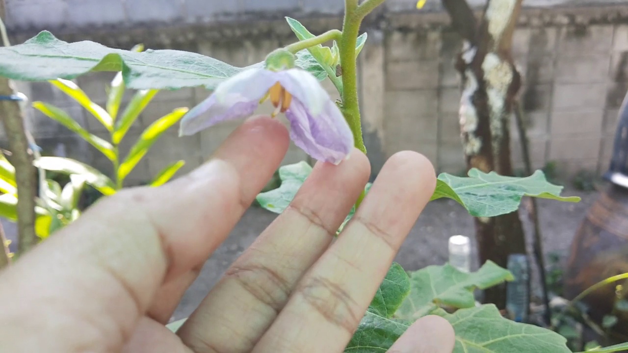 手持紫花茄子树视频素材